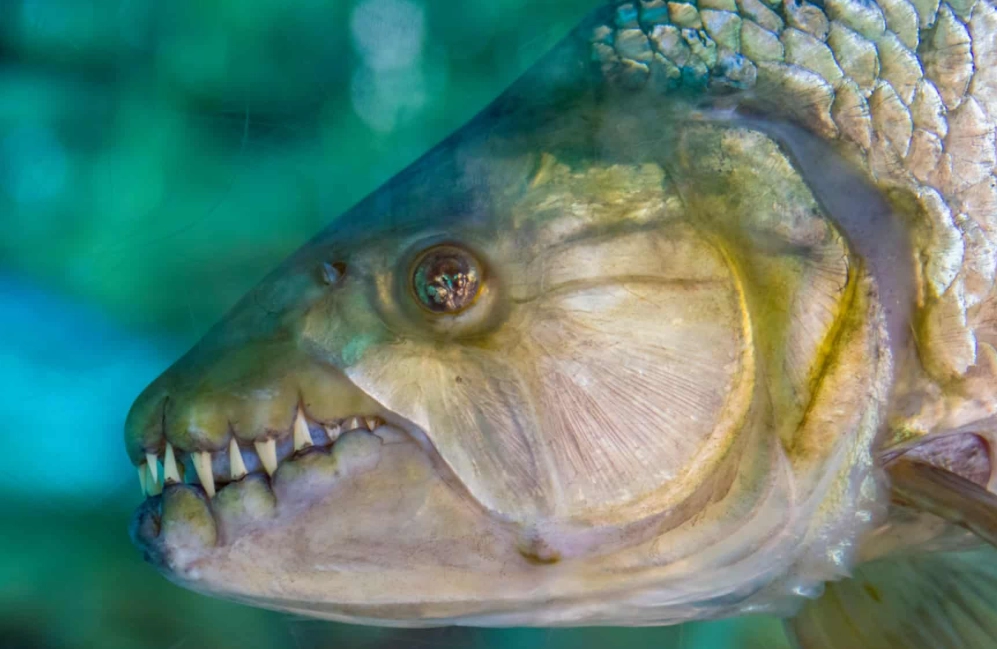fish with teeth