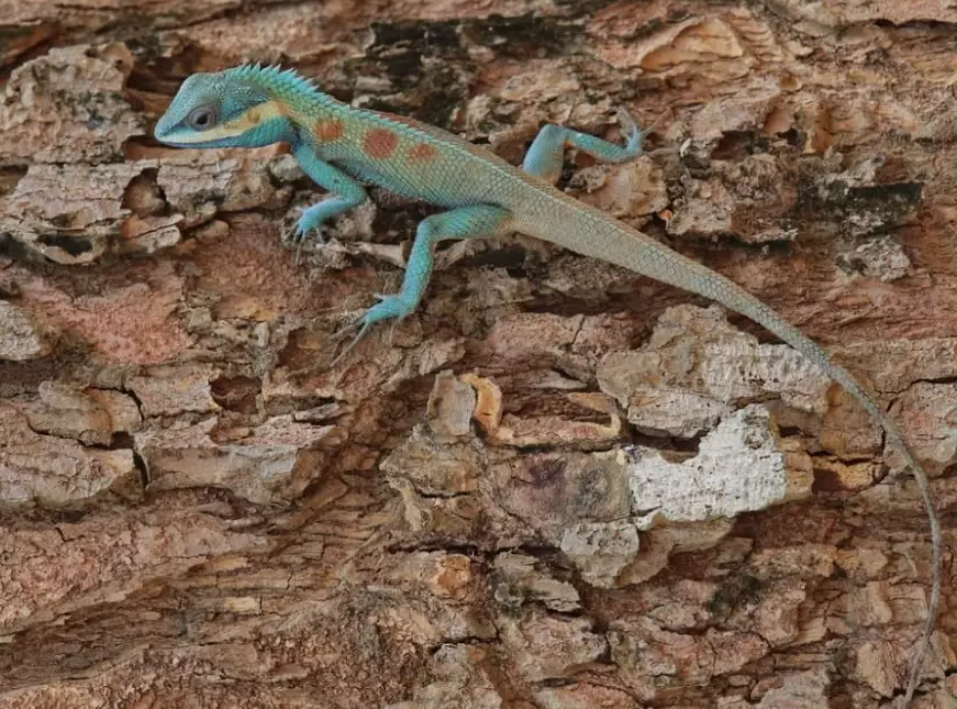 where to see blue lizards