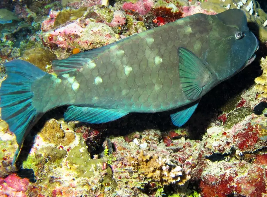 green humphead parrotfish facts