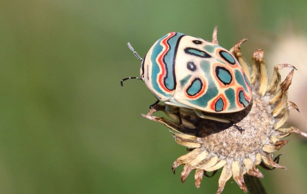 picasso bug