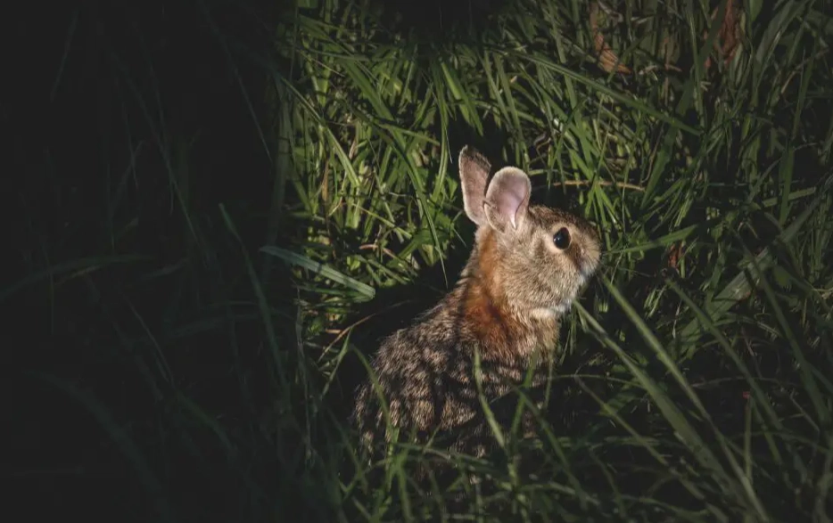 hairless rabbit breed