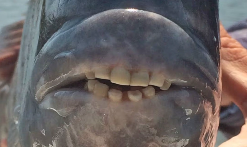 fish with human teeth fish with human teeth