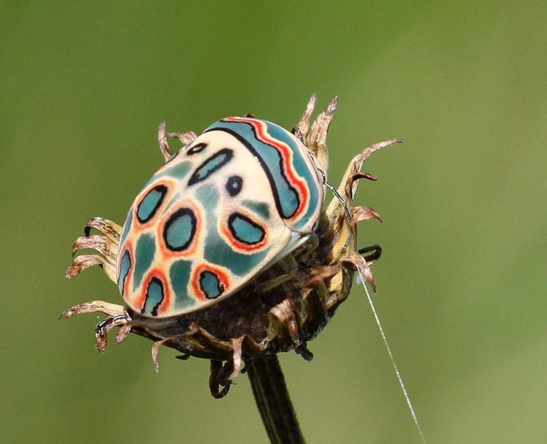 African shield bug African shield bug