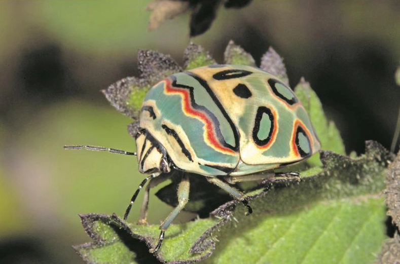 colorful garden insects colorful garden insects
