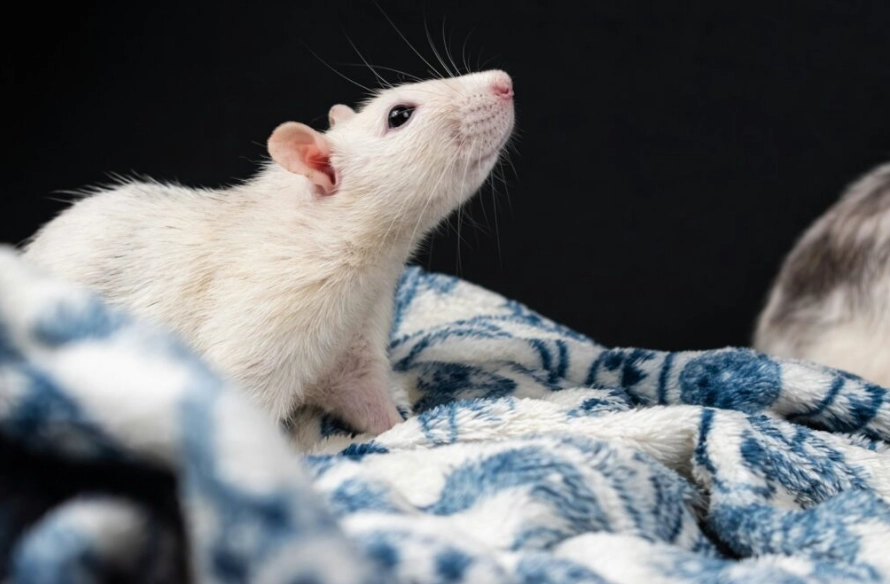 papua new guinea giant rat