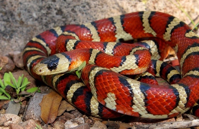 snake that looks like a coral snake