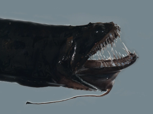 Idiacanthus atlanticus