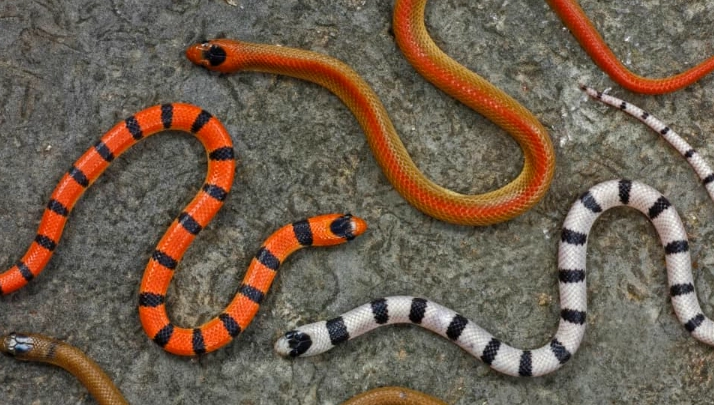 coral snake look alikes coral snake look alikes