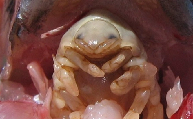 fish parasite fish parasite