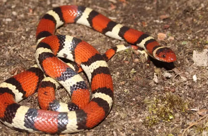milk snake vs coral snake milk snake vs coral snake