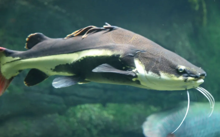 freshwater catfish types