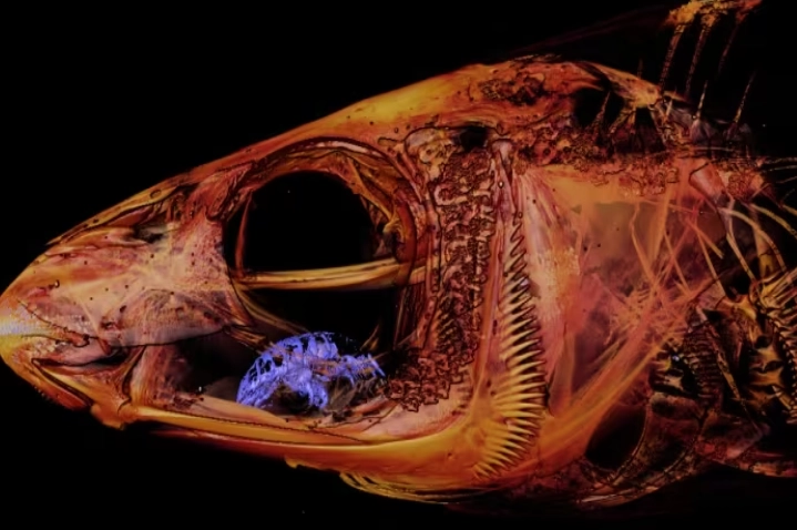 tongue-eating louse tongue-eating louse