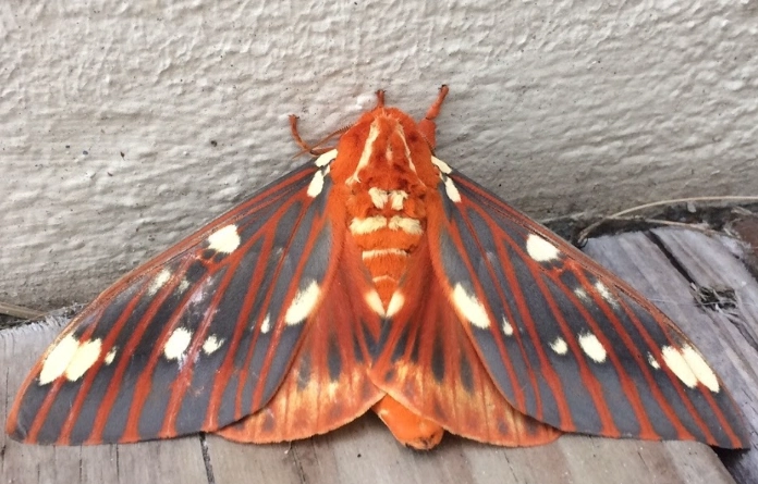 regal moth facts regal moth facts