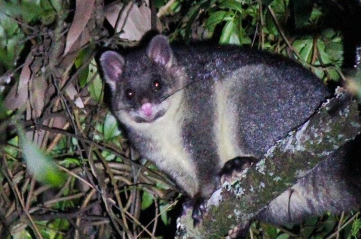 golden possum conservation