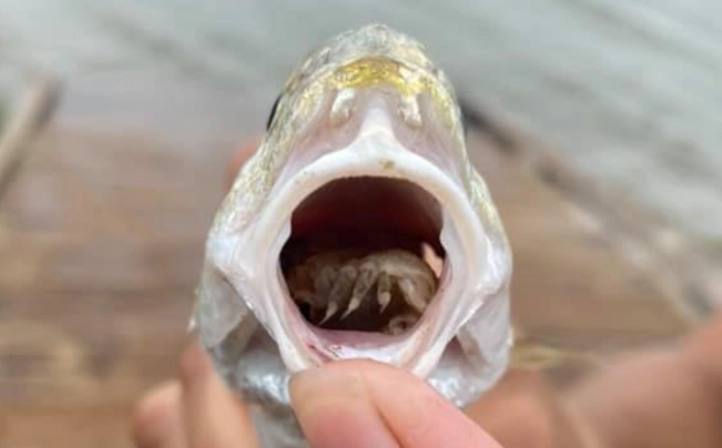 fish parasite eats tongue