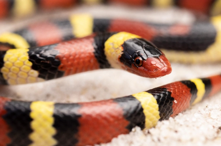 scarlet kingsnake scarlet kingsnake