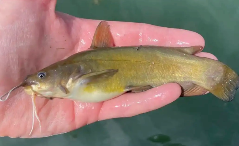 catfish species for aquarium