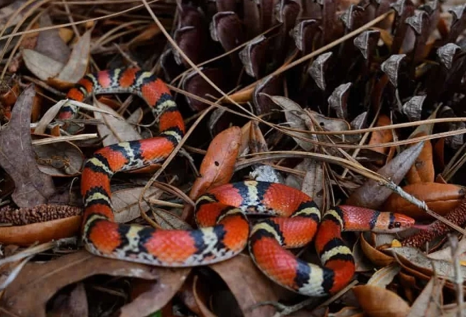 scarlet kingsnake scarlet kingsnake