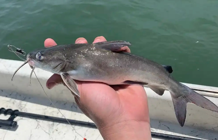 freshwater catfish types