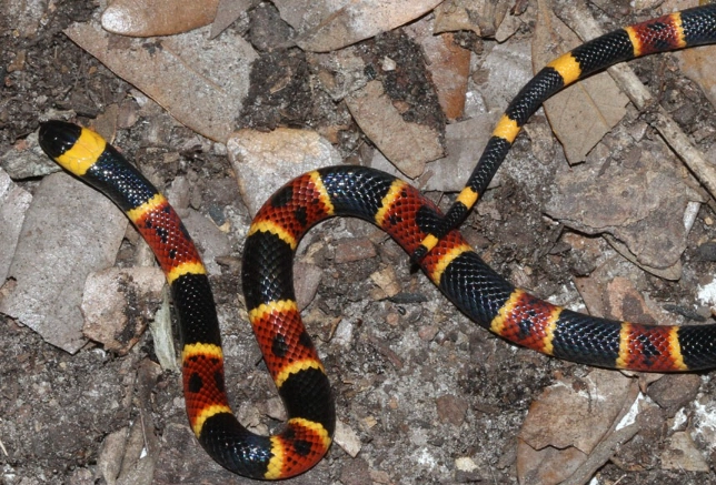 milk snake vs coral snake milk snake vs coral snake