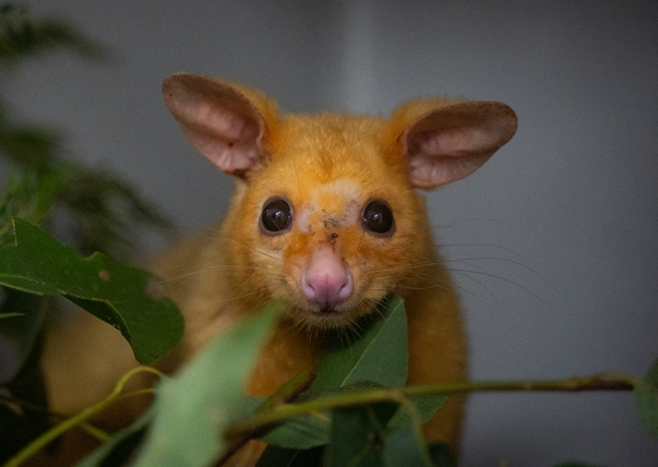 golden possum conservation