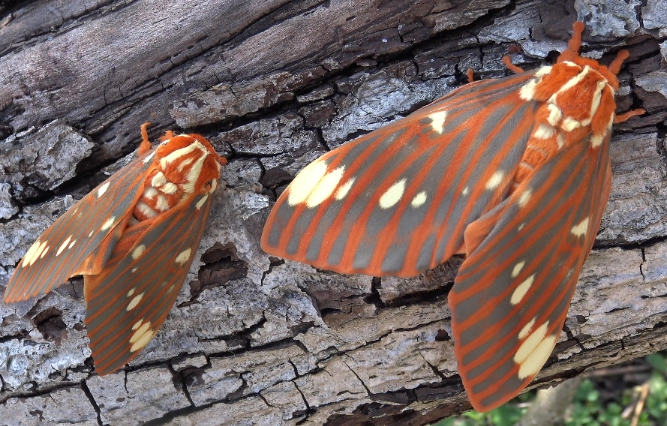 hickory horned devil moth