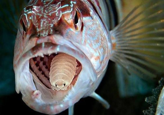 Cymothoa exigua Cymothoa exigua