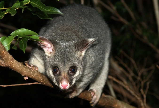 golden possum Australia