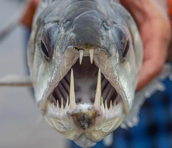big tooth fish species