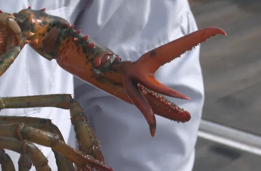 crayfish with large claws