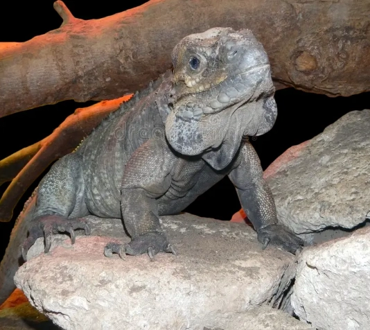rhinoceros iguana habitat