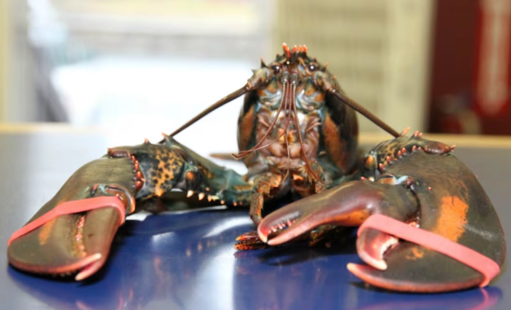 dangerous freshwater lobster