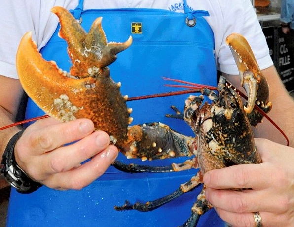 terrible claw lobster