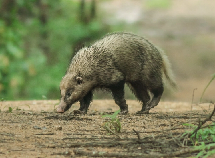 hog badger conservation