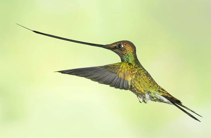 Andean hummingbird