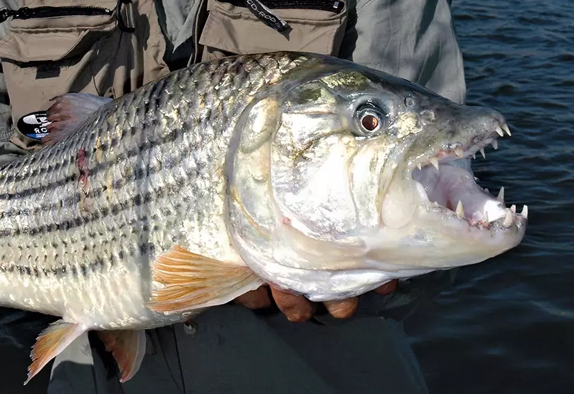 large predatory fish