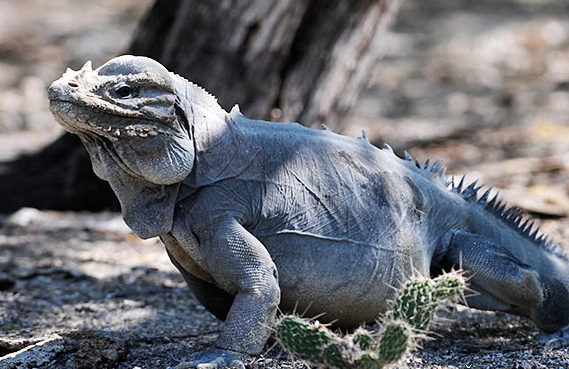 rhinoceros iguana