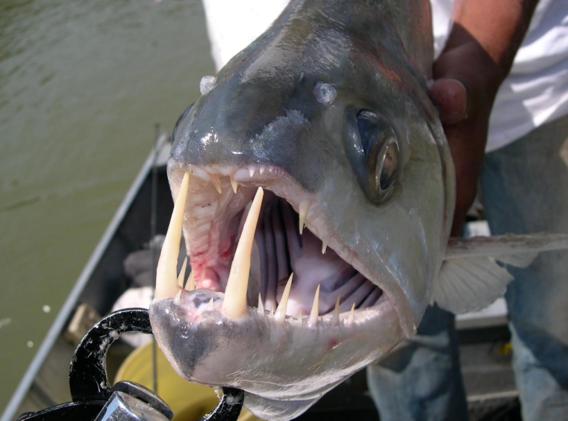 big fish with big teeth