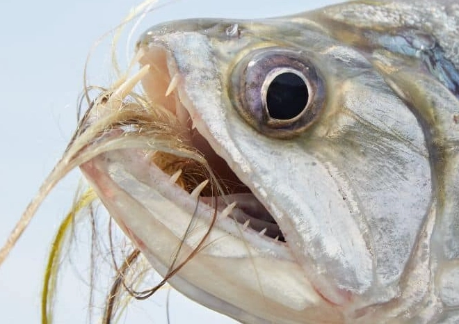 ocean predators with big teeth