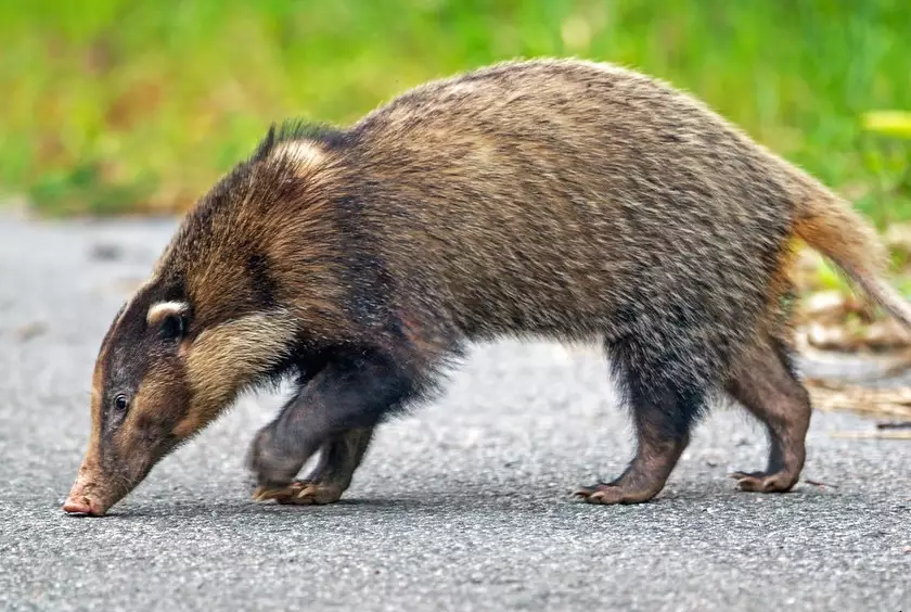 hog badger conservation