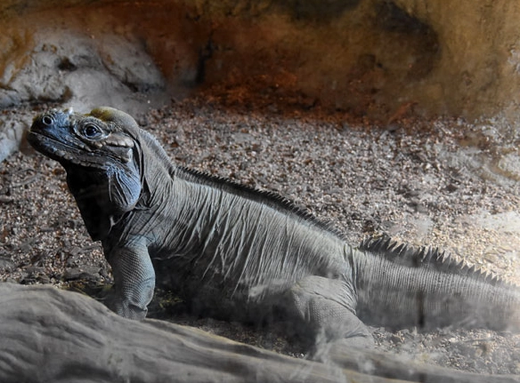 rhinoceros iguana care