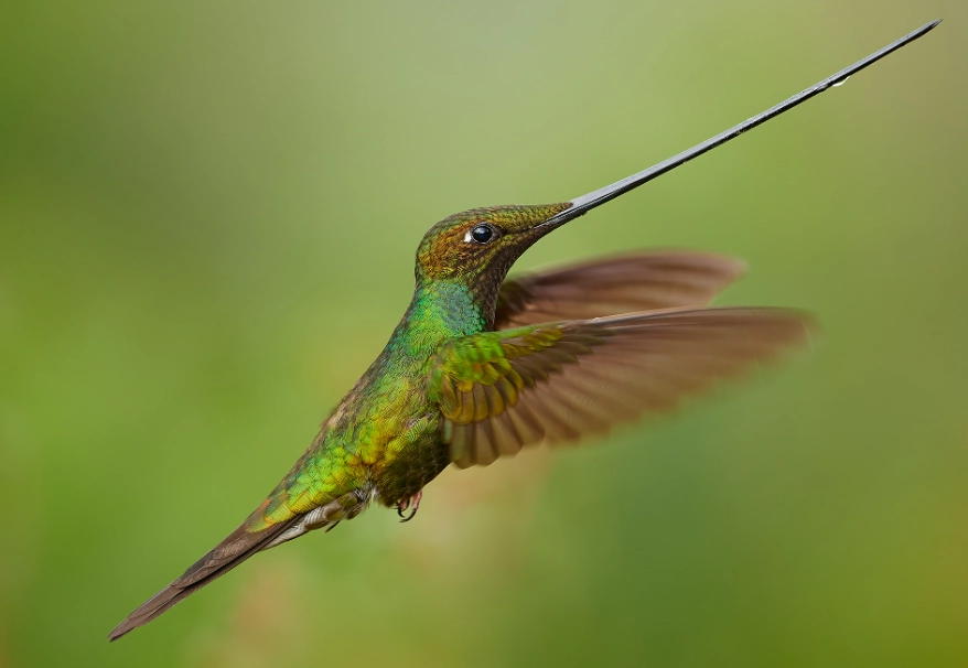 sword-billed hummingbird