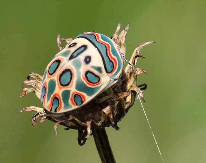 picasso beetle care