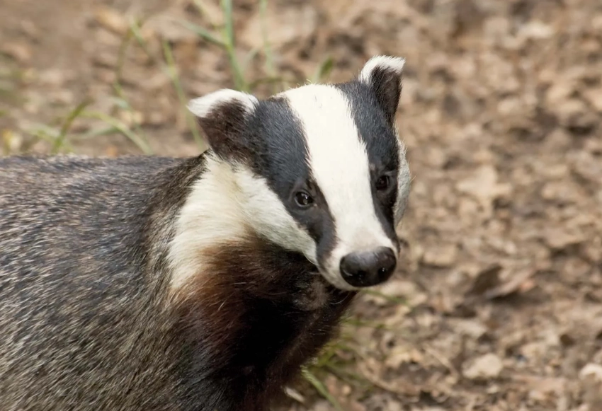 hog badger facts