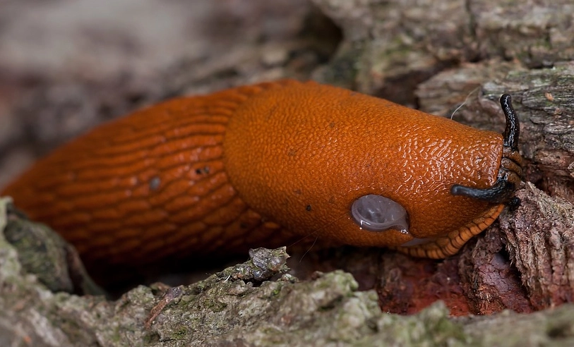 spanish shawl nudibranch