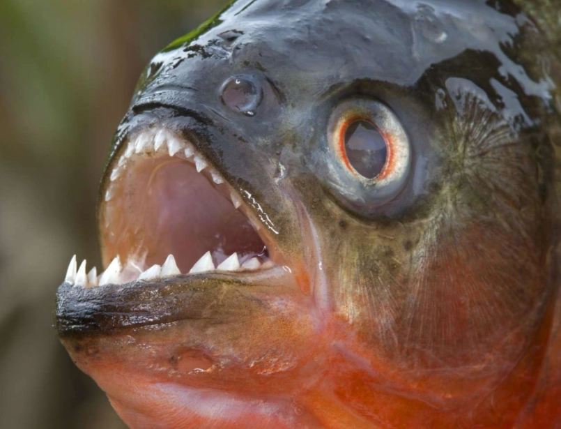 big tooth fish species