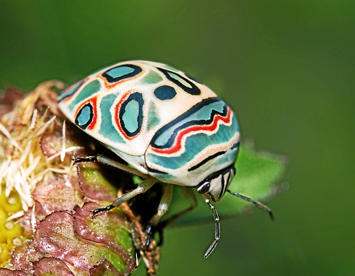 Sphaerocoris annulus care
