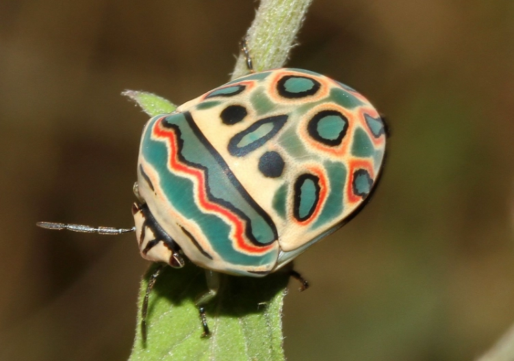 picasso beetle