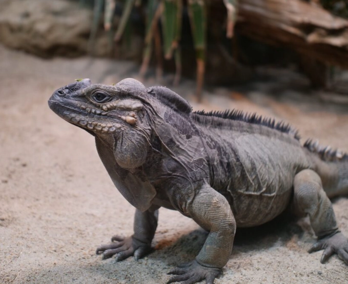 rhinoceros iguana care