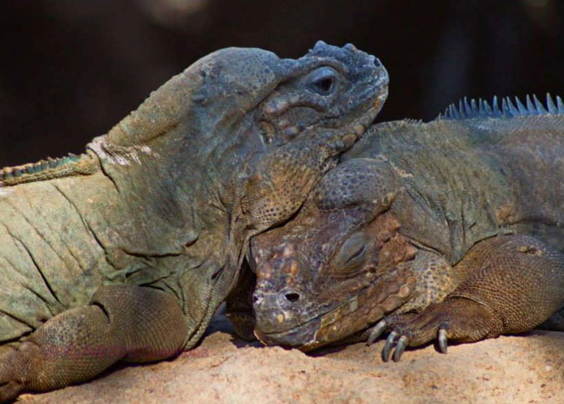 rhinoceros iguana habitat